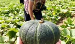 南瓜视频,探索奇妙世界，尽享视听盛宴