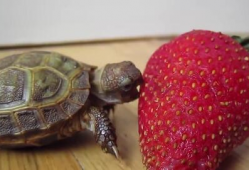 小乌龟视频,小乌龟的奇妙冒险之旅